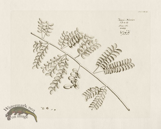 (image for) HORTUS VOl 05 44