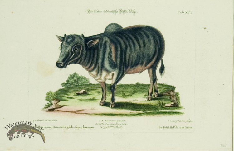 (image for) SSM 08 Le Petit Buffle des Indes (Little Indian Buffalo)