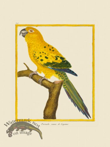 (image for) Martinet Bird 525