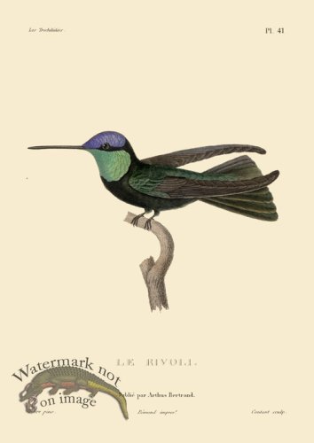 (image for) Humming Bird 41