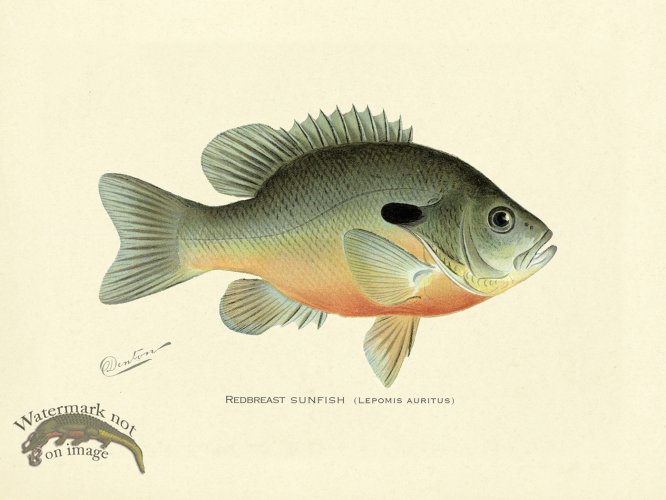 (image for) Sunfish -Redbreast