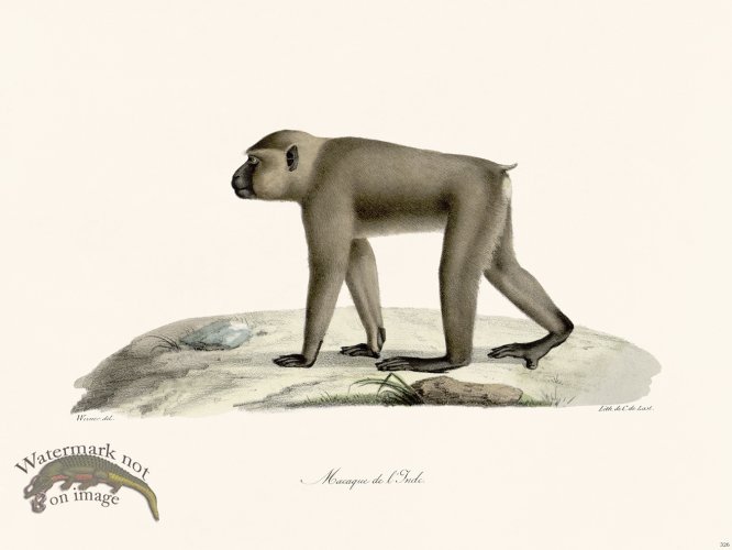 (image for) Cuvier 326 Brand Of Jnde