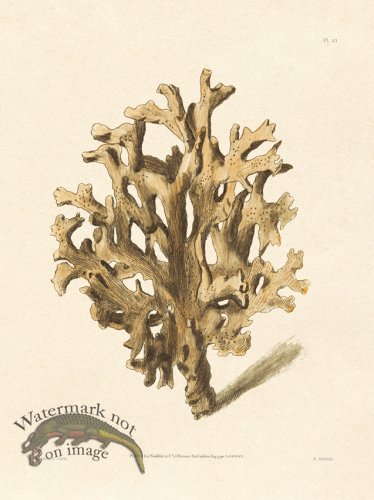 (image for) Shaw Nodder SL 43