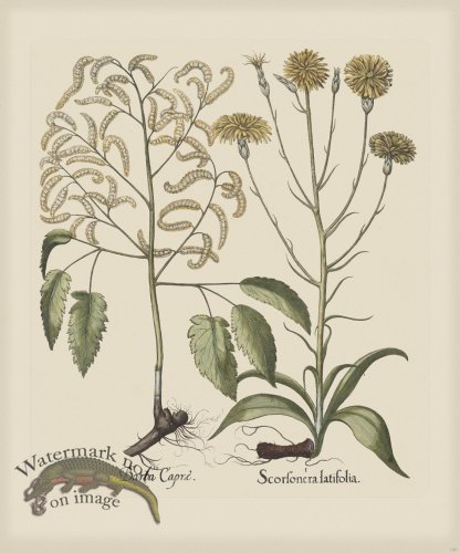 (image for) Besler 255 Colored B2