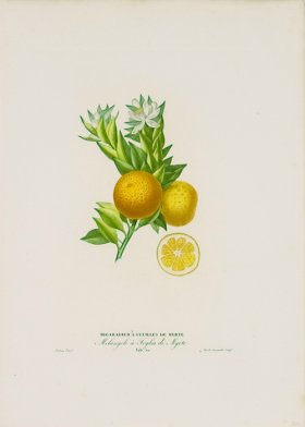 Poiteau Citrus 14