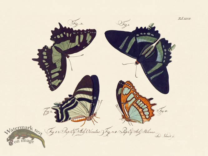 (image for) Jablonsky Butterfly 047