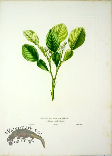 (image for) Des Orangers 21