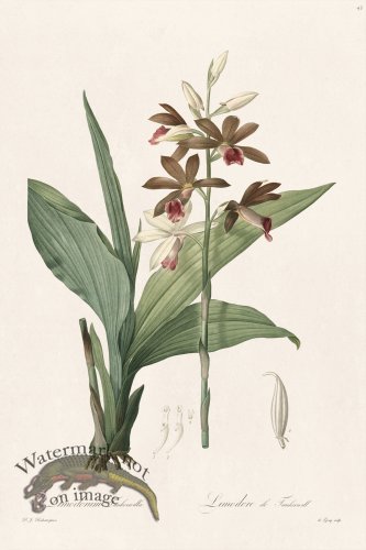 (image for) Les Liliacees Redoute 043