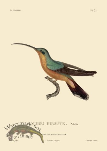 (image for) Humming Bird 21