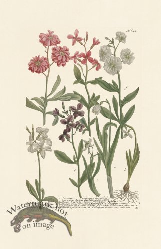 (image for) Weinmann PL 642