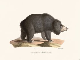 Cuvier 131 Sloth Bear