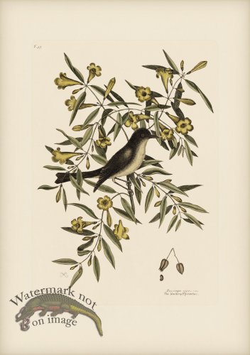 (image for) 053 Blackcap Flycatcher