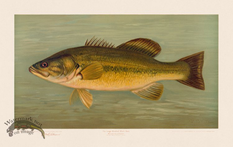 (image for) Large-Mouthed Black Bass