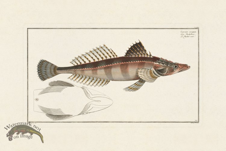 (image for) BLOCH FISH 180