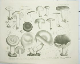 Mushroom Atlas 59
