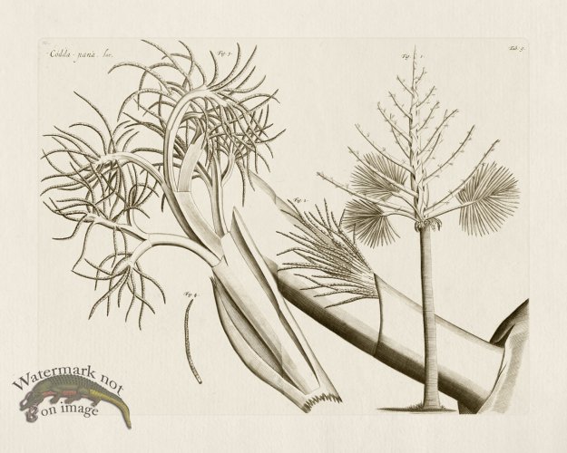 (image for) HORTUS VOl 03 09