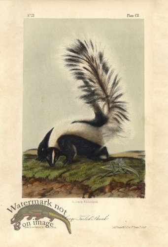 (image for) Large Tailed Skunk