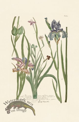 (image for) Weinmann PL 613