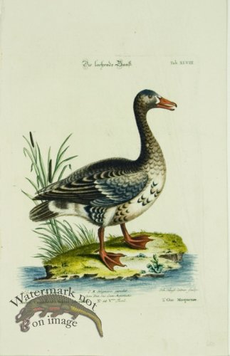 (image for) Seligmann Duck 01