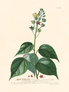 Trew Botanical 90