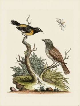 Edwards 122 Creeper n Sparrow