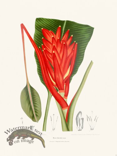 (image for) Horticulture of Java 32