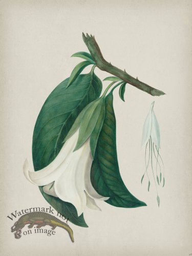 (image for) Andean Botanicals 026