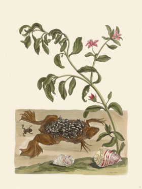 Merian Metamorphosis 59