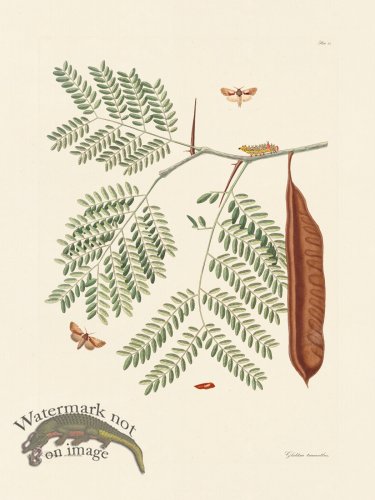 (image for) Abbot Butterfly 085