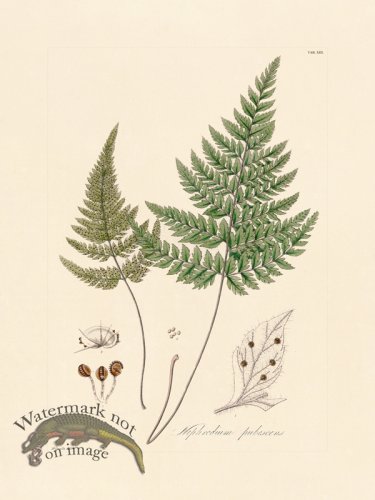 (image for) Hooker Fern 13