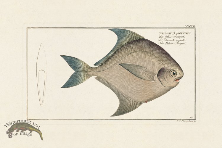 (image for) BLOCH FISH 421