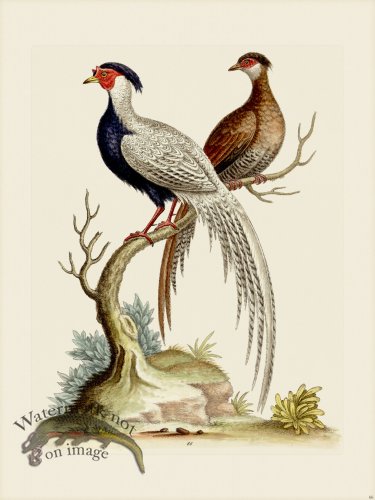 (image for) Edwards 066 China Pheasant