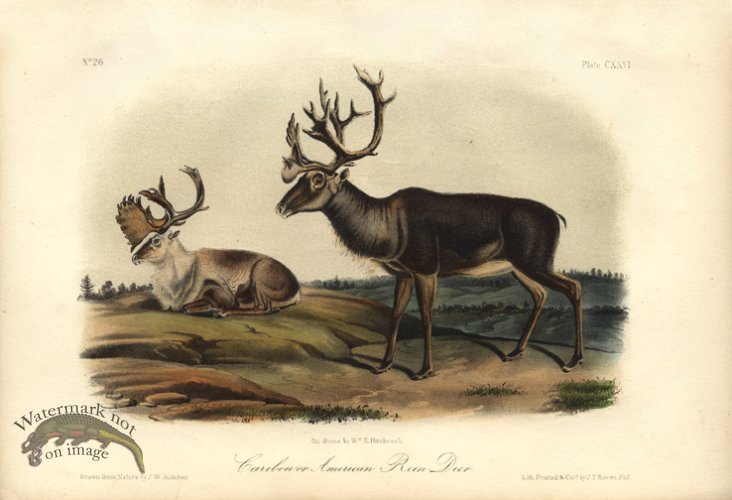 (image for) Rein Deer