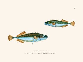 084 Ten Spined Stickleback