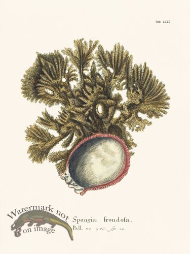 (image for) Esper Coral 022