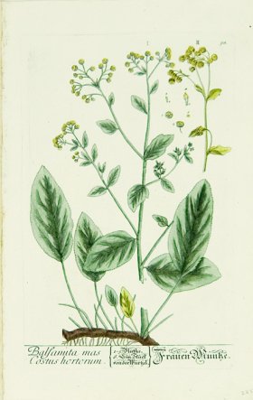 Blackwell German 097