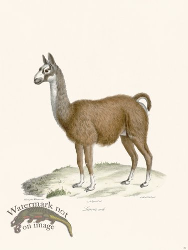 Cuvier 082 Lama Male