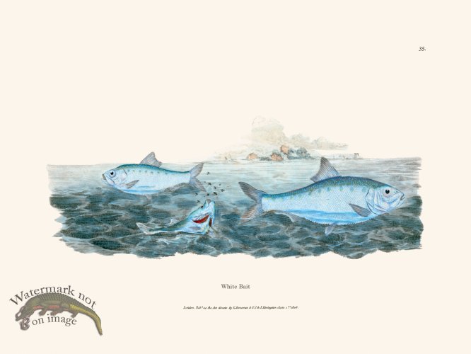 (image for) 035 White Bait