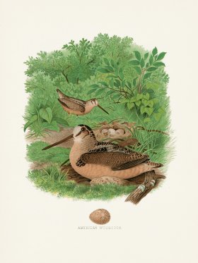 Thomas Gentry Bird 34