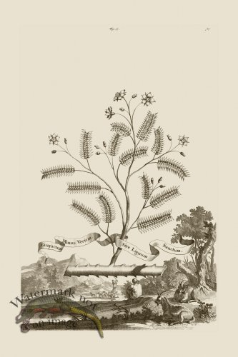 (image for) Abraham Munting 017