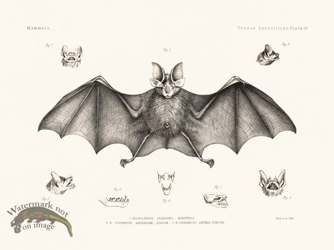 (image for) Bats of the World 14