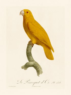 Barraband Parrot 138