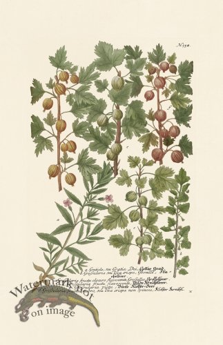 (image for) Weinmann PL 558