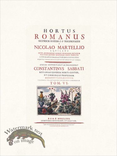 (image for) Bonelli 330