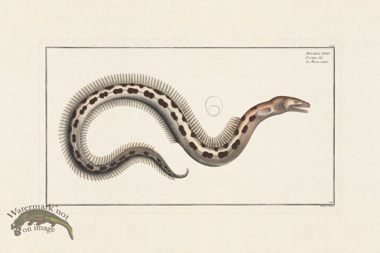 (image for) BLOCH FISH 154