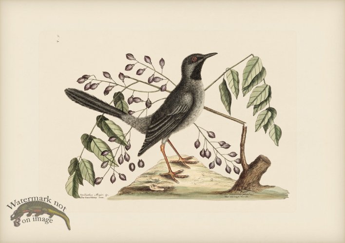 (image for) 030 Red Legged Thrush