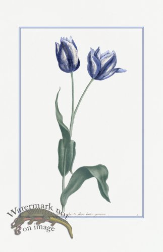 (image for) Blue Weinmann S 18