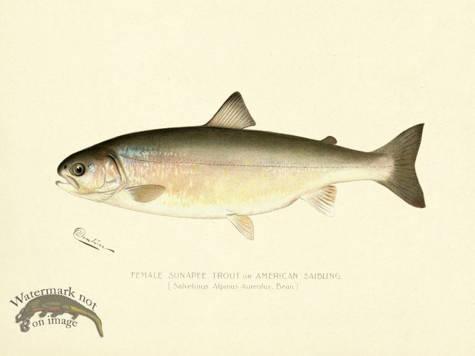 (image for) Trout - Sunapee Female