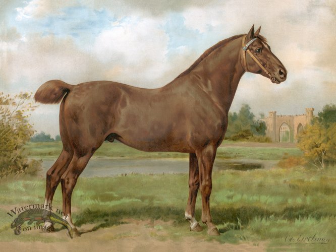 (image for) Hackney Horse by Eerelman