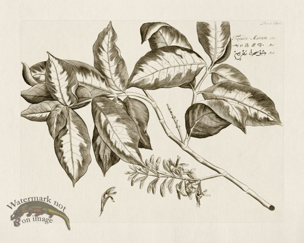 (image for) HORTUS VOl 06 60